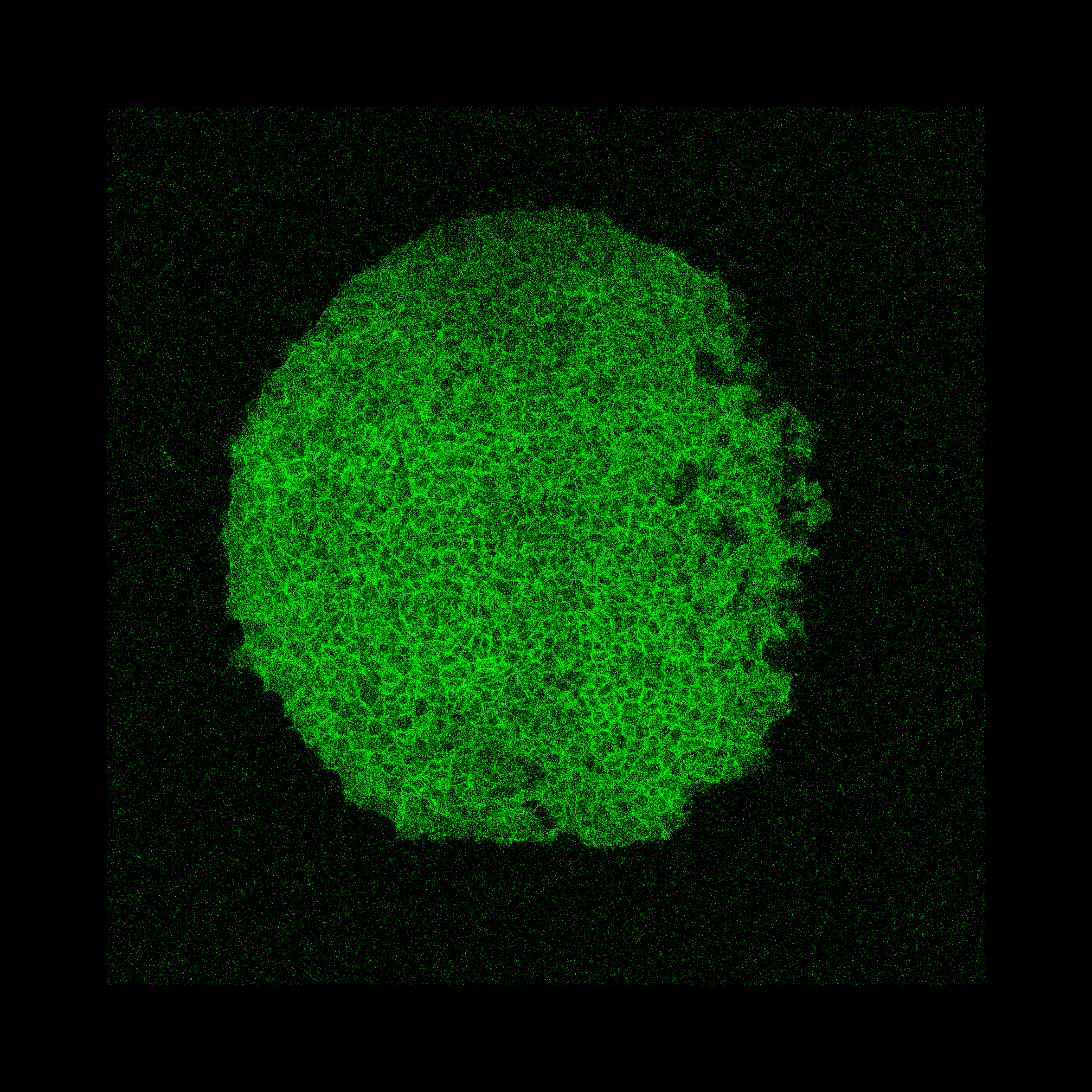 Raw Xenopus Tissue